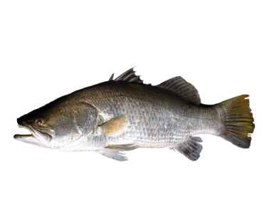 Bara Mundi – Soft & Juicy (1kg)