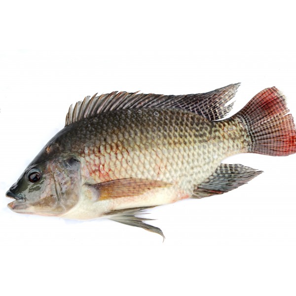 Tilapia – Mild & Versatile (1kg)