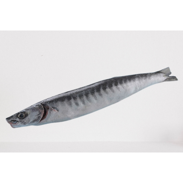 Fresh Barracuda Whole Cleaned – 500Gm